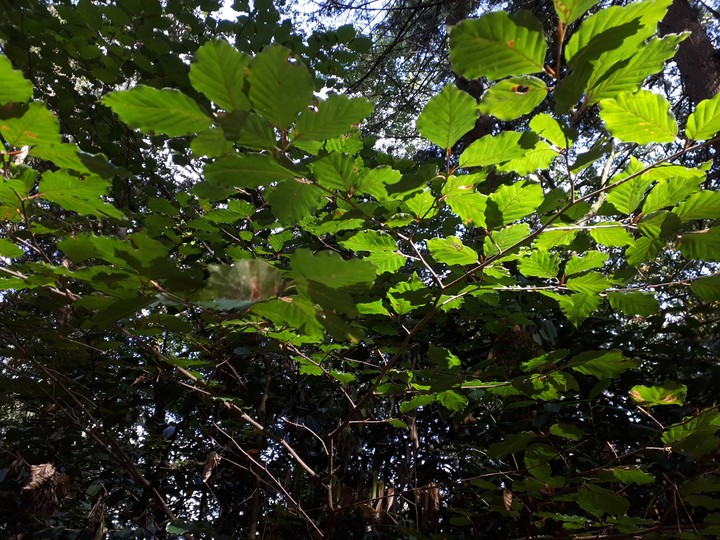 Sunset on the leaves
