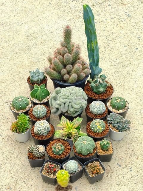 hình nền gravel, caryophyllales