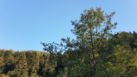 blue