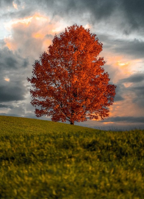 шпалери landscape, nature