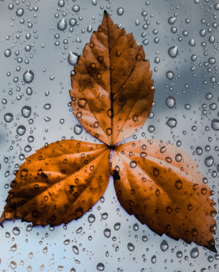 autumn