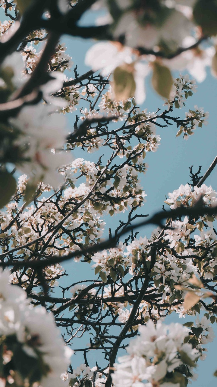 spring