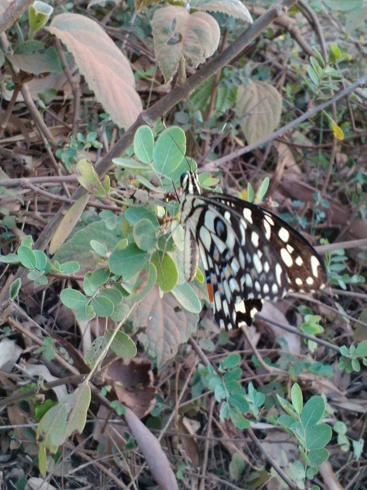 butterfly
