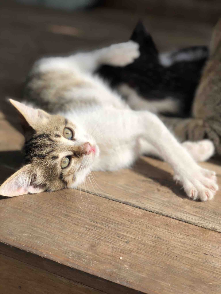 Sweet kitten in Istanbul