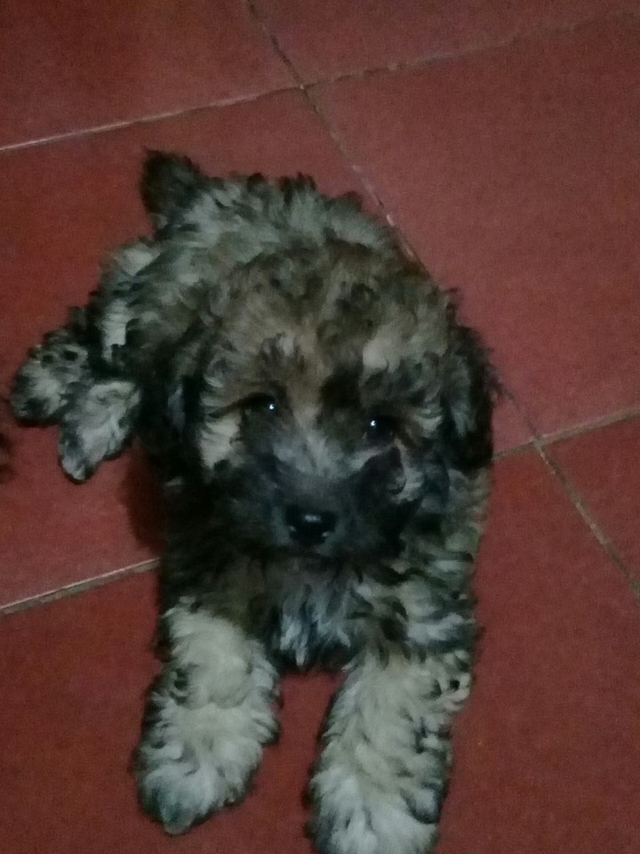 jacher