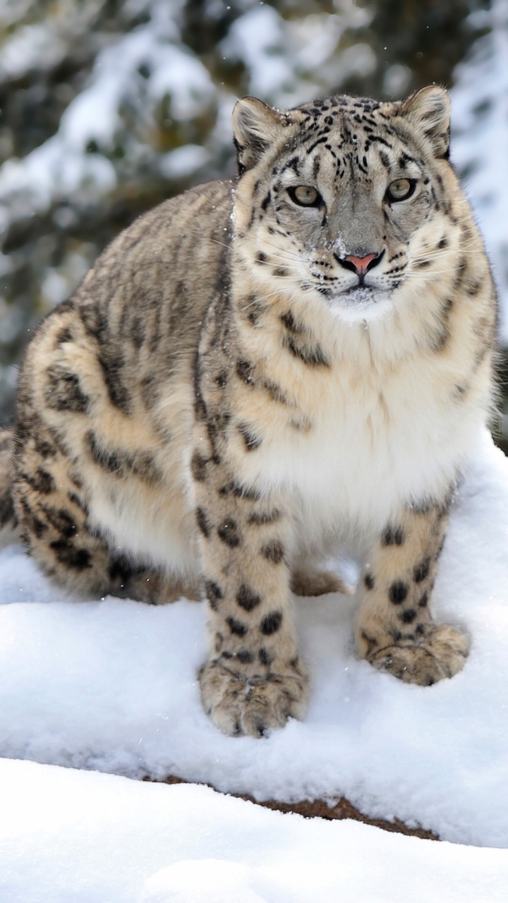 snow leopard