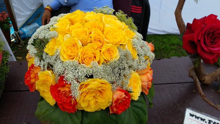 rose fest 2018