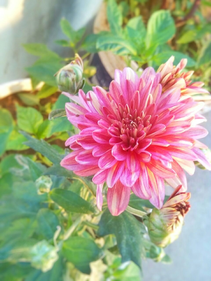 Pink Flower