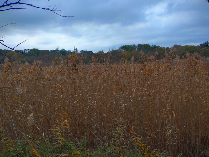 fall