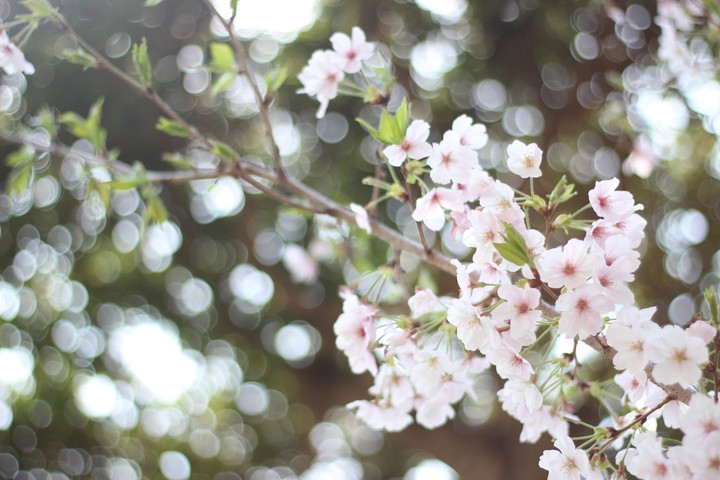 Cherry Blossom