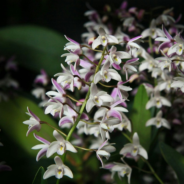 Orchid