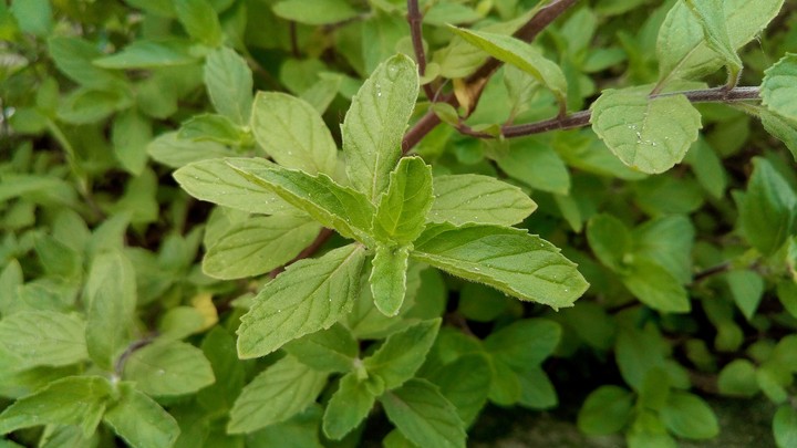 Mint_Leaves