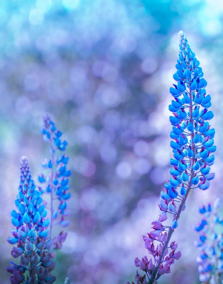 Lupinus