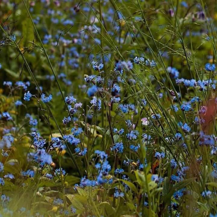 nature