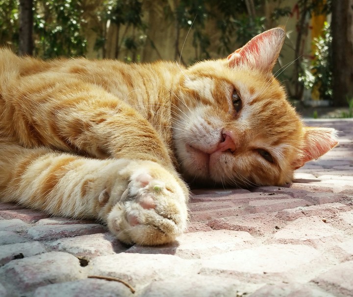 Cat