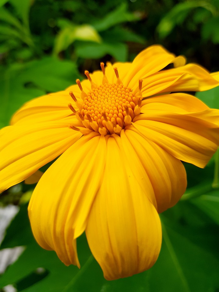 bloom