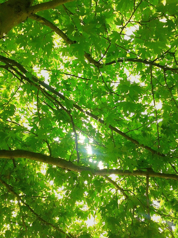 tree