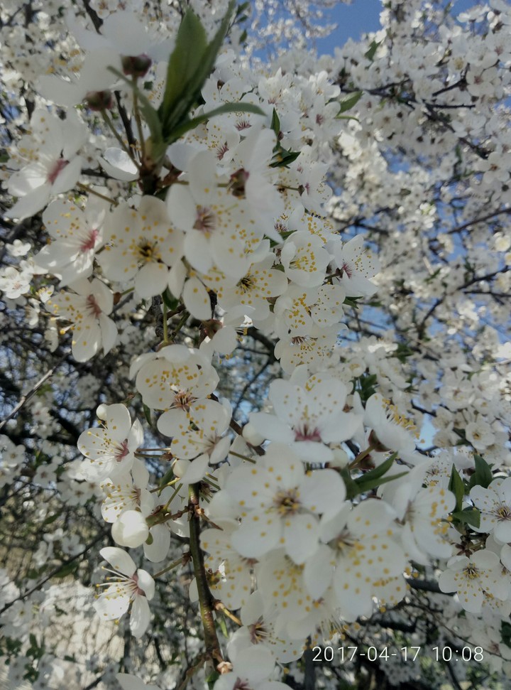 spring tree