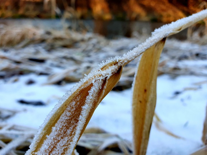 frost