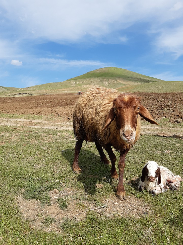 sheep