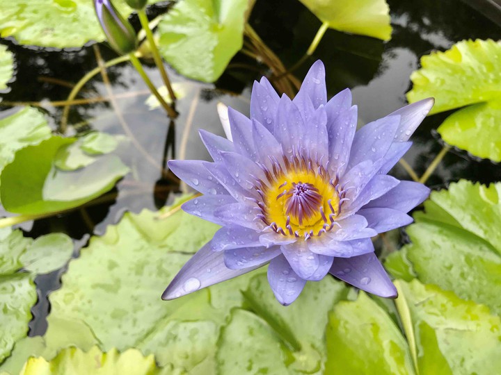 Violet Lotus