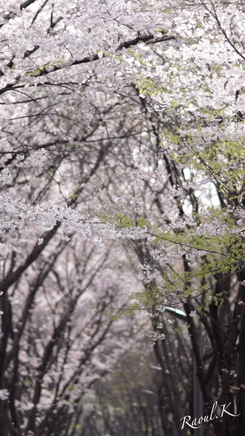 Spring flower
