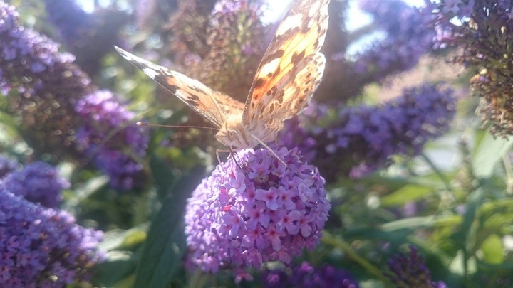 Butterfly