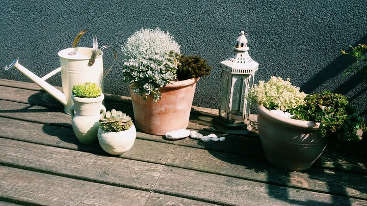 little garden