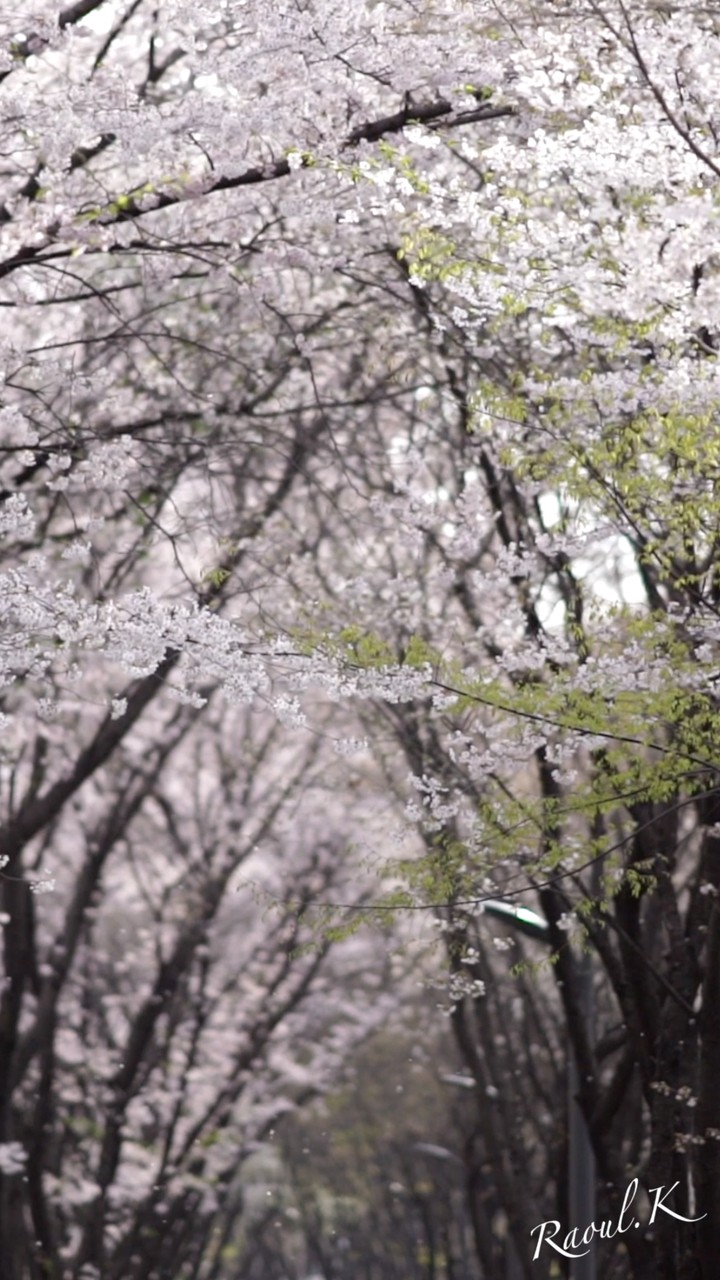 Spring flower