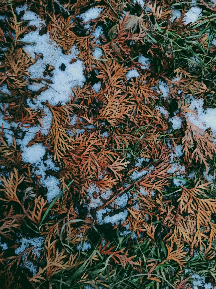 green grass and snow