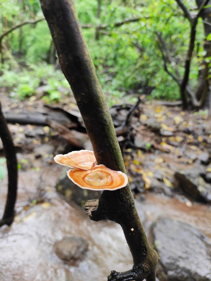 mashroom