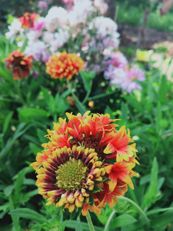 flowers l