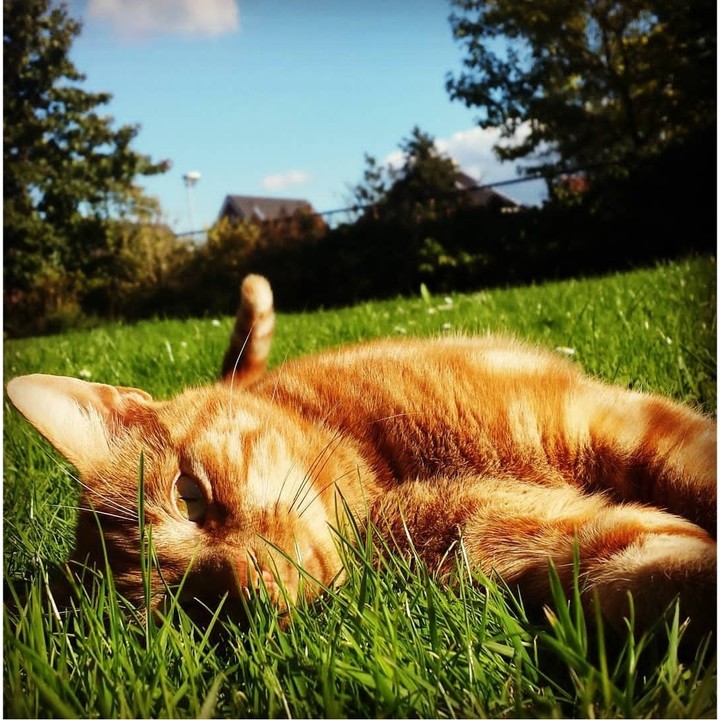 lazy as a cat