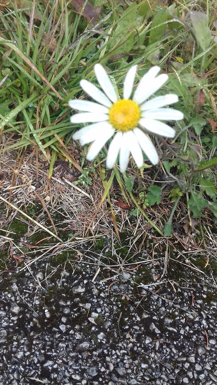 #fiori