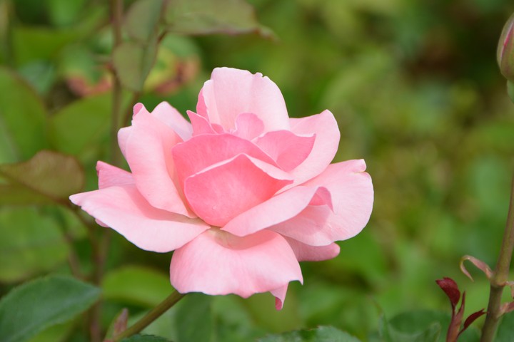 중랑천이미지