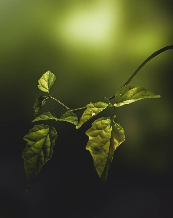 Leaf