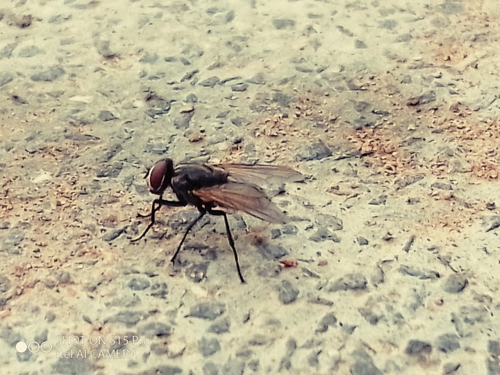 Bee
