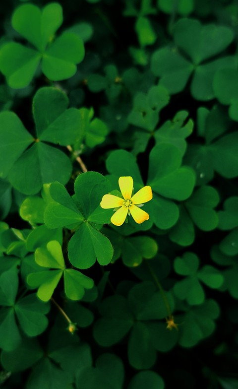 little yellow flower