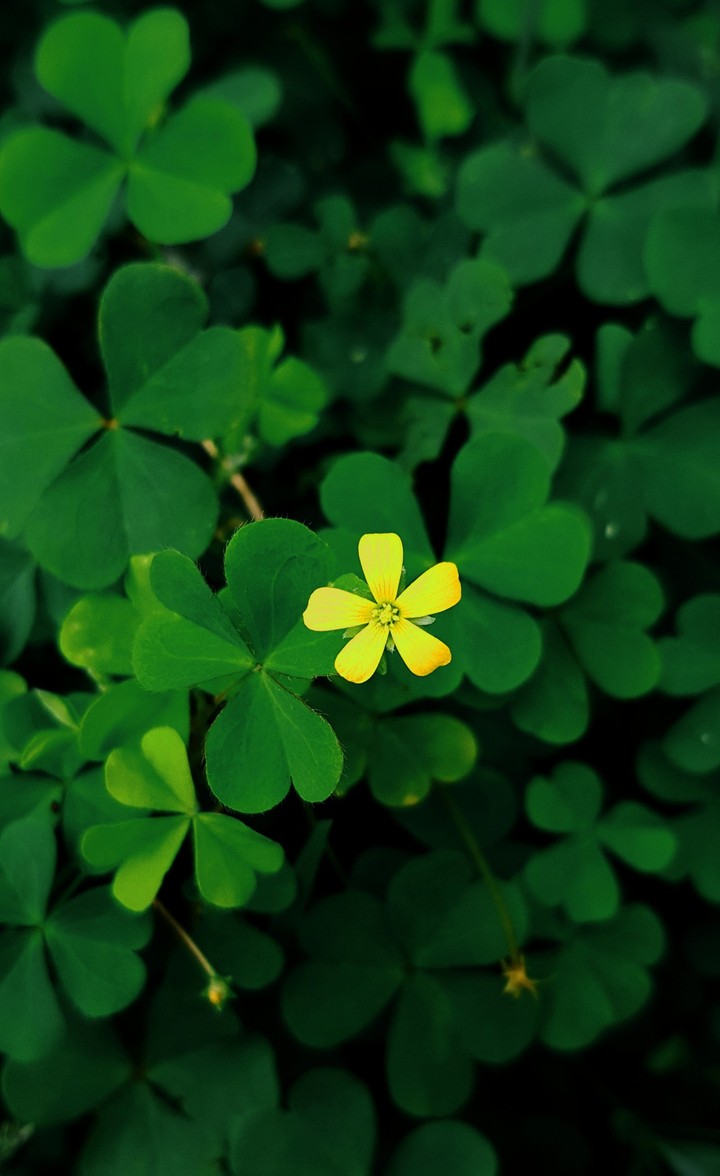 little yellow flower