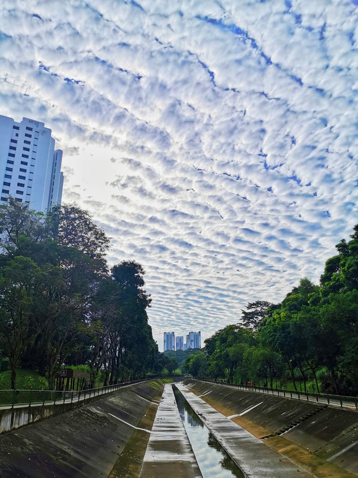 Flower Cloud