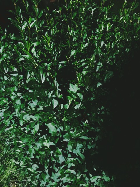 In The Garden