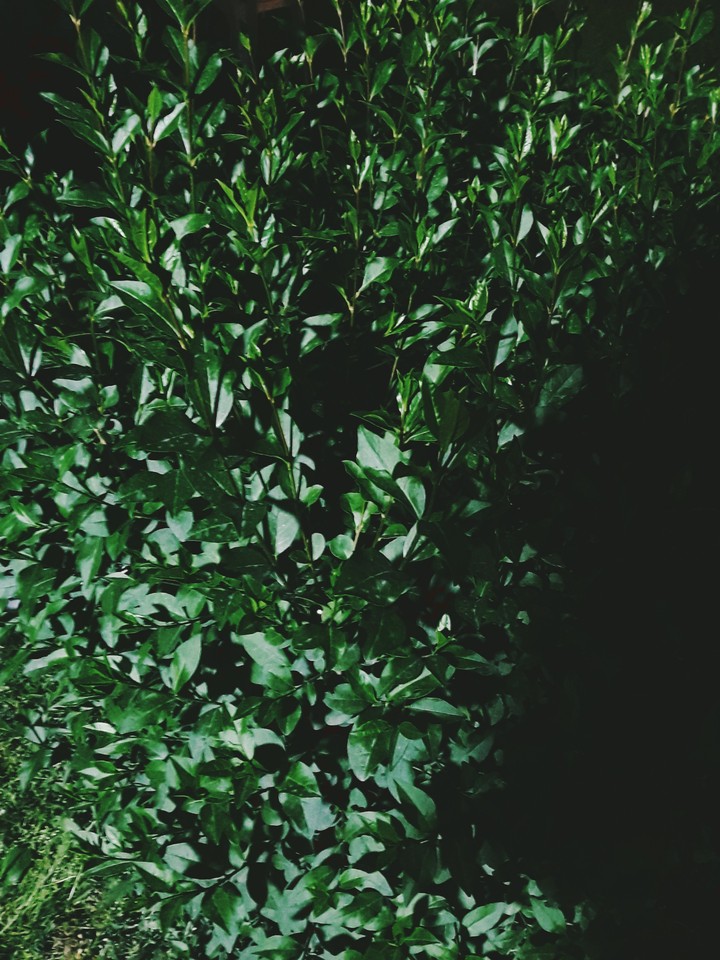 In The Garden