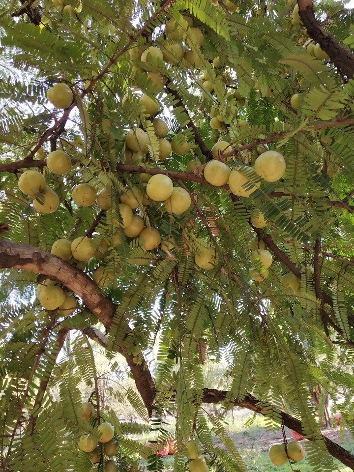olive hunt