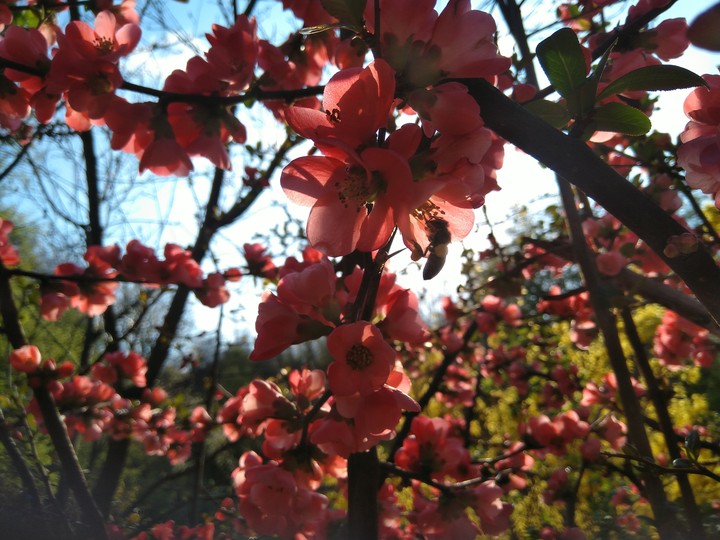 Bee and flowers