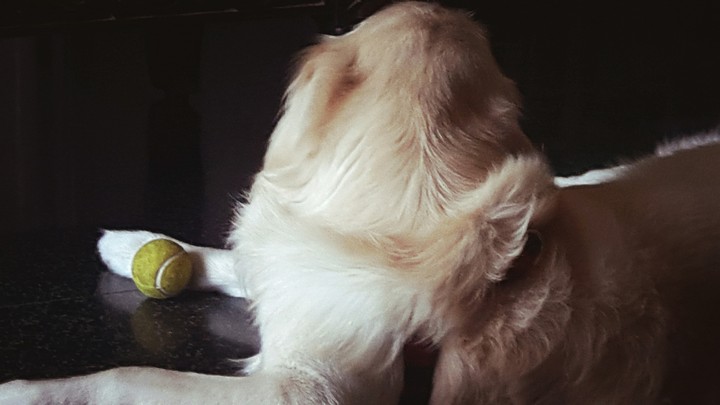 my lil lion