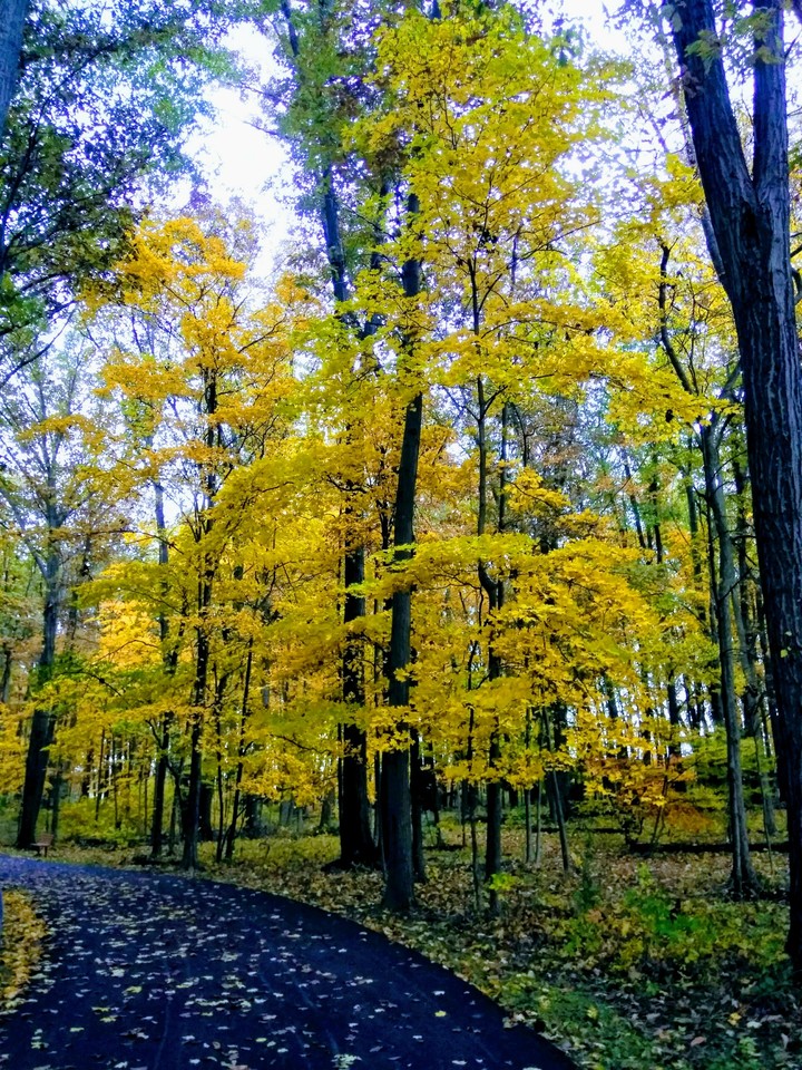 autumn trail