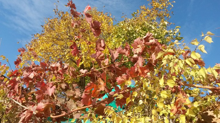 color