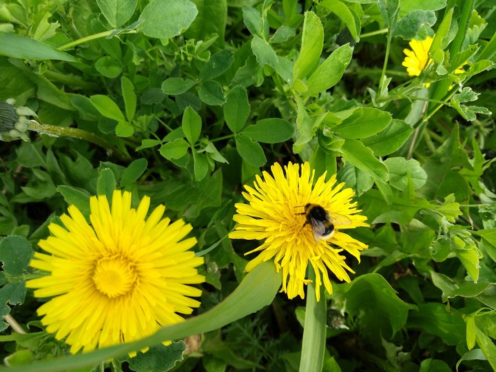 Bamblbee