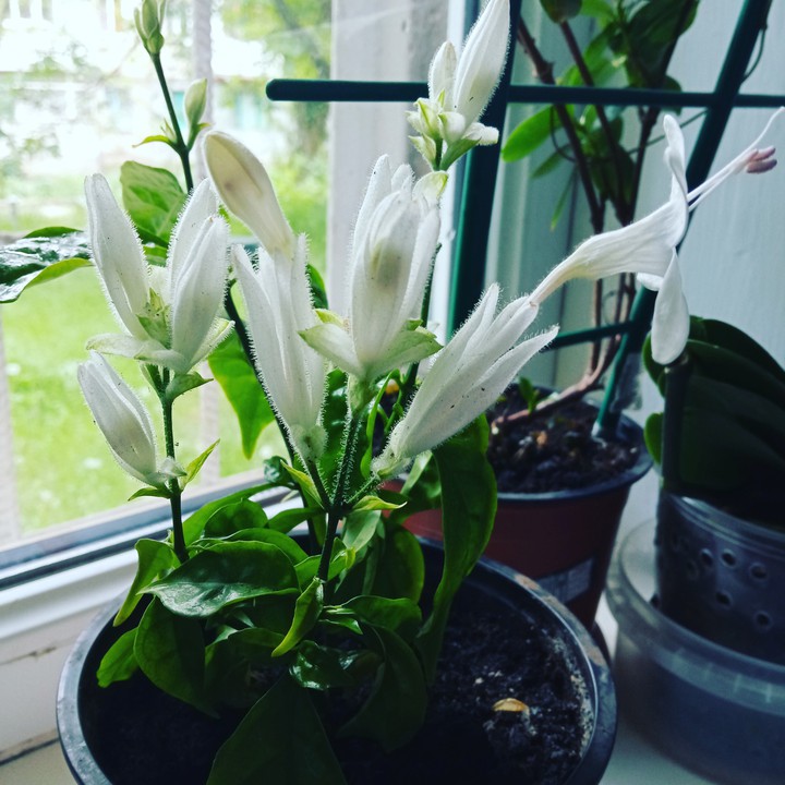 уай
