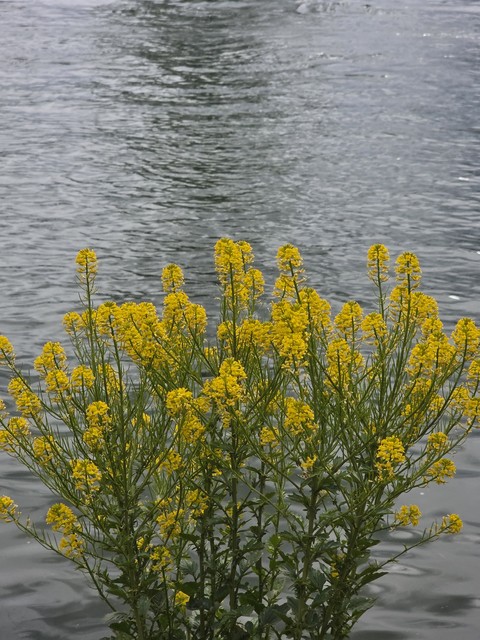 ταπετσαρίες wildflower, tanacetum
